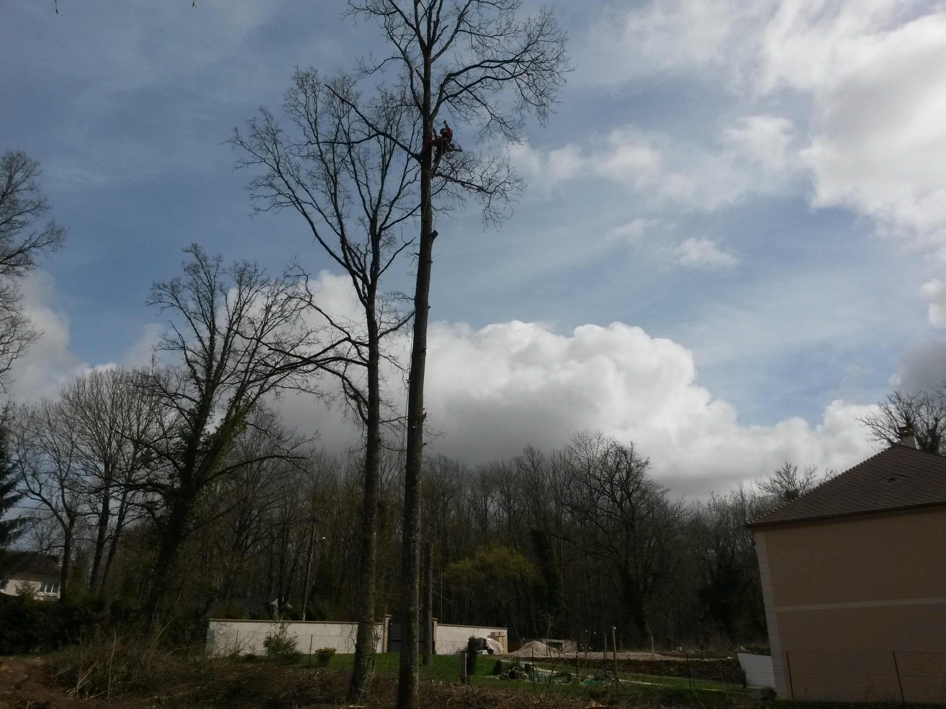 elagage abattage Mouroux 77120